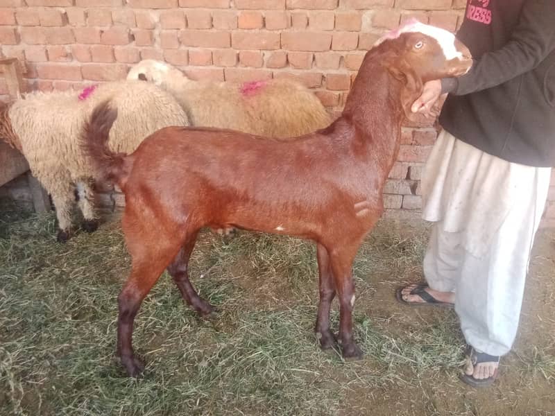 Goat For sale / Bakra / Sheep / 1000 per kg zinda / meat 3