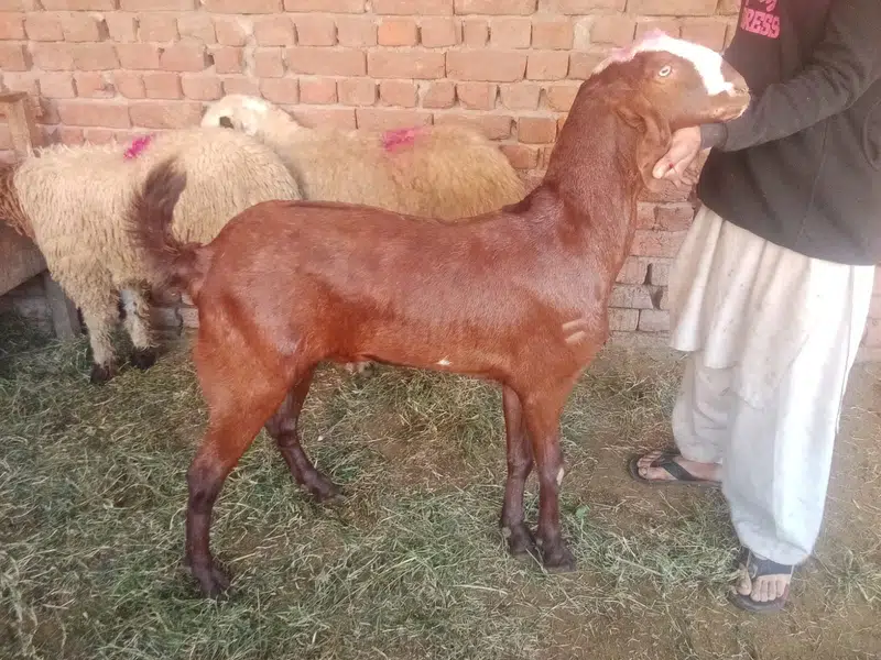 Goat For sale / Bakra / Sheep / 1400 per kg zinda / meat — photo 4