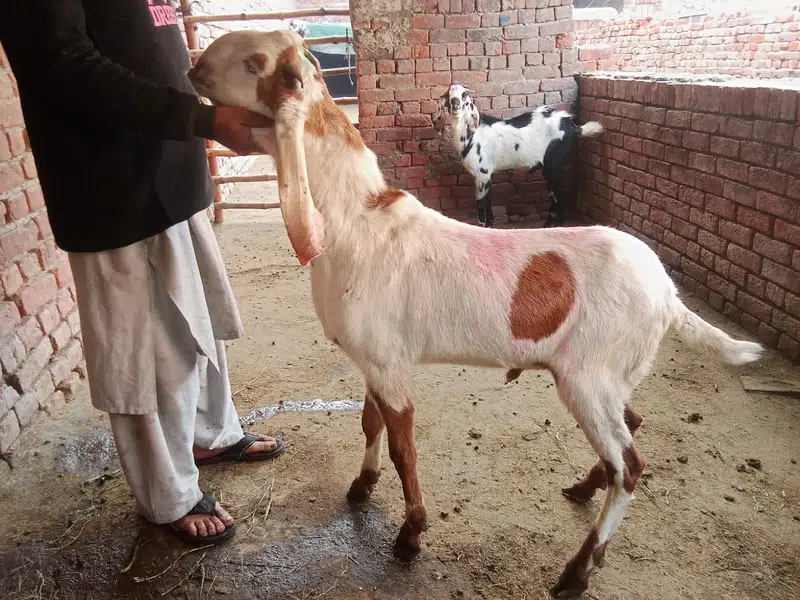 Goat For sale / Bakra / Sheep / 1400 per kg zinda / meat — photo 6