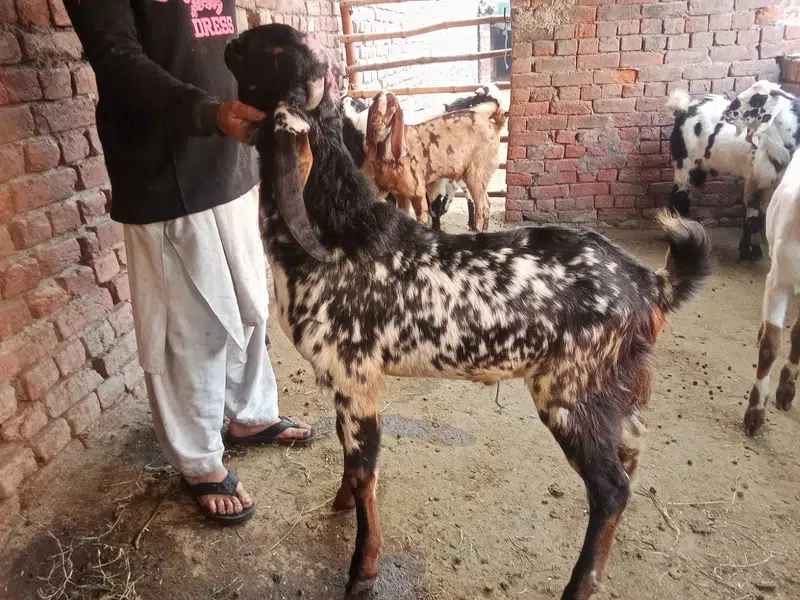 Goat For sale / Bakra / Sheep / 1400 per kg zinda / meat — photo 7