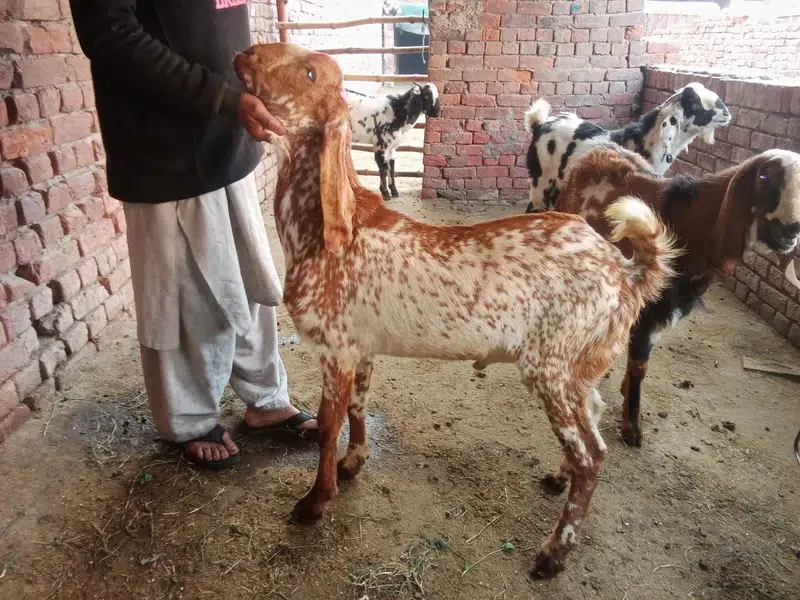Goat For sale / Bakra / Sheep / 1400 per kg zinda / meat — photo 8