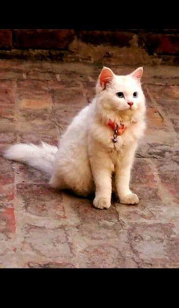 pinjra for sale cage for cat or for other animals 0