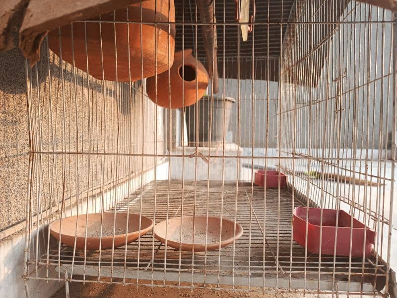 Cage For Parrots 1