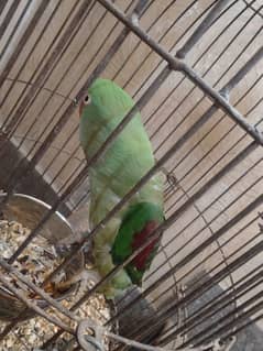 row parrot female full talking bird 0