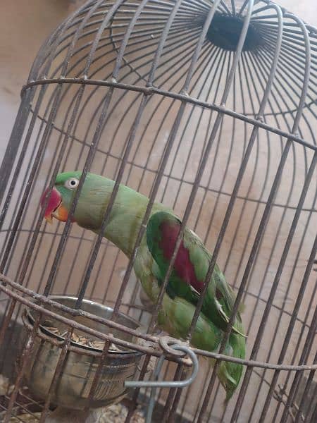 row parrot female full talking bird 1