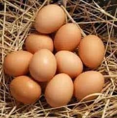 Desi Eggs