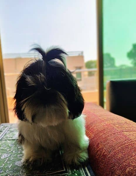 Shih tzu/Shitzu Highly Pedigreed 12 months old Female 0