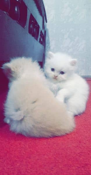 Top Quality Persians And Exotics 3