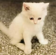 pure white Persian kitten pear