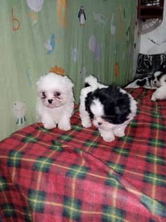 Shih tzu hot sale dog olx