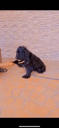 Olx cocker store spaniel for sale