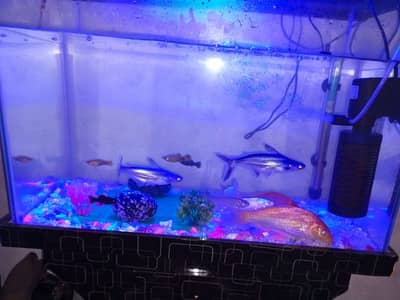 Equarium with all accessories