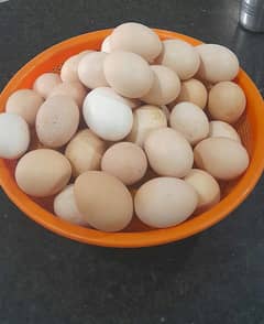 Fertile Desi Aseel Eggs