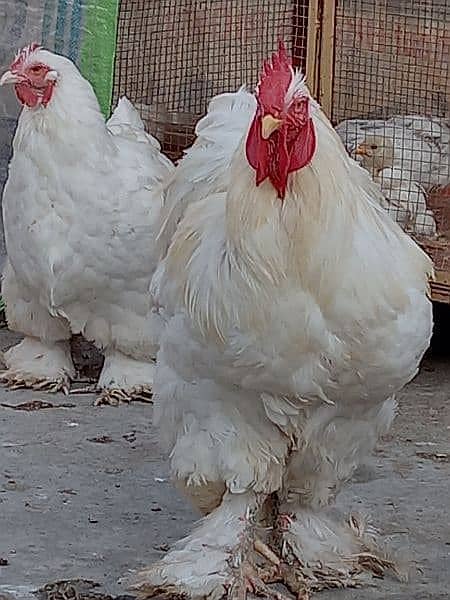 Golden buff . . . black, white ,Golden. . . heavy buff chicks - Hens -  1082081828