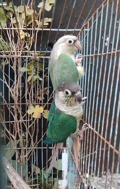 Turquoise Conure Pair