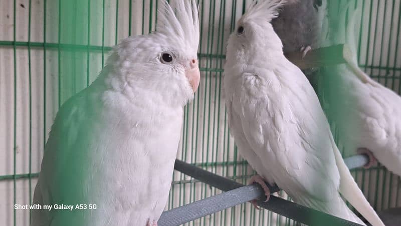 breeder pair red eye and chicks 4