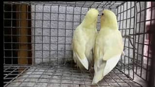 Adult Love Birds For Sale - o345-646259o
