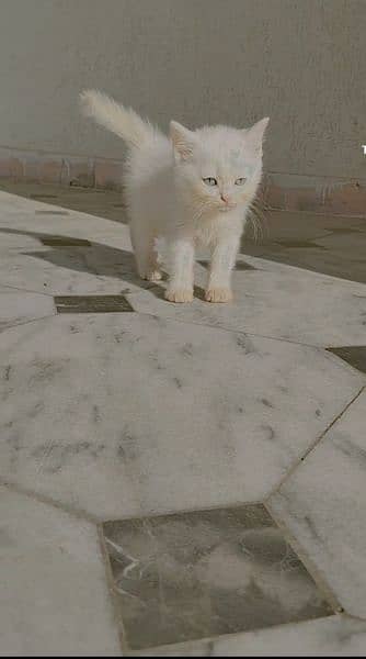 Persian cat best sale price olx