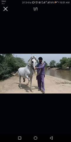 ghori (horse) smbhalny k liay mulazim ki zarurat hai.