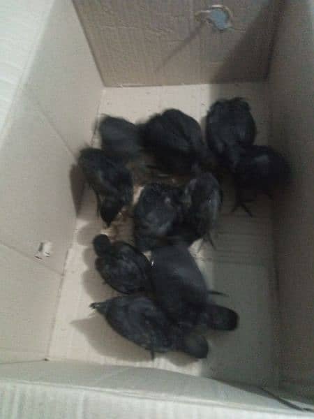 Ayam cemani Chiks 1