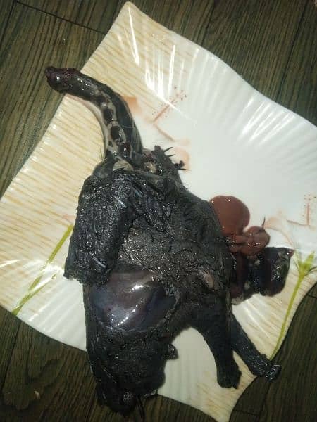 Ayam cemani Chiks 2