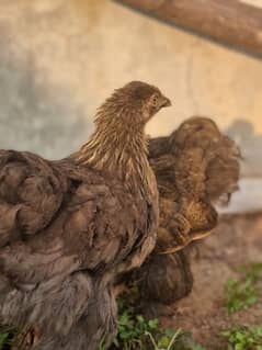 Blue Hens in Charsadda, Free classifieds in Charsadda