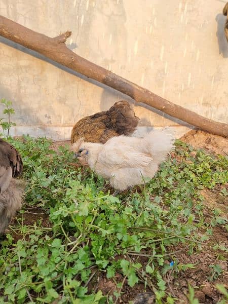 RIR/Blue/Black Heavy Brahma/silkie/silky/ayam cemani/polish 5