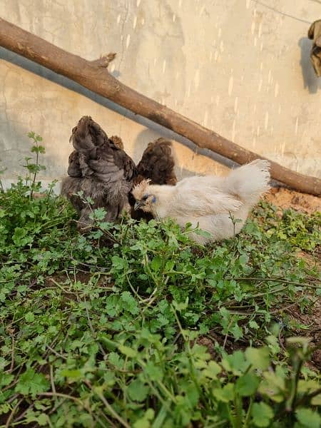 RIR/Blue/Black Heavy Brahma/silkie/silky/ayam cemani/polish 8