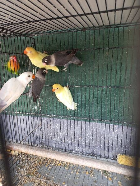 albino, creamino, decino, blue pastel, black mouve, green fischer 2