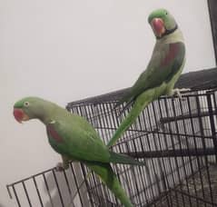 Raw Parrots