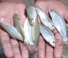 Fish Farming Fish Seed Available