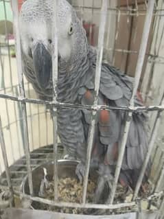 red factor grey parrot