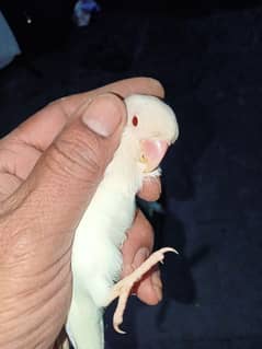 albino red eyes females and Parblu enno male