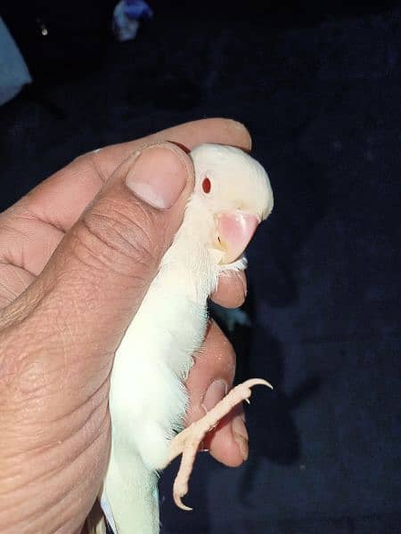 albino red eyes females and Parblu enno male 0