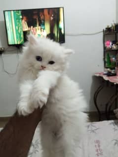 Persian Triple Coated Male & Female Kitten for Sale