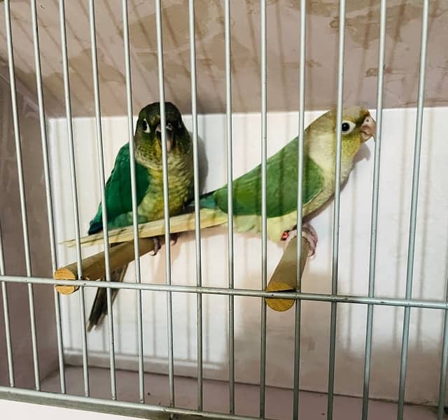 Blue turquoise conure and blue cinnamon conure 1