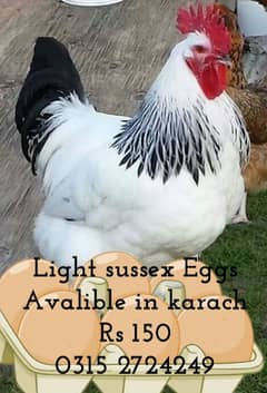 light Sussex fertile eggs +923152724249