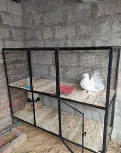 Cage big for hen