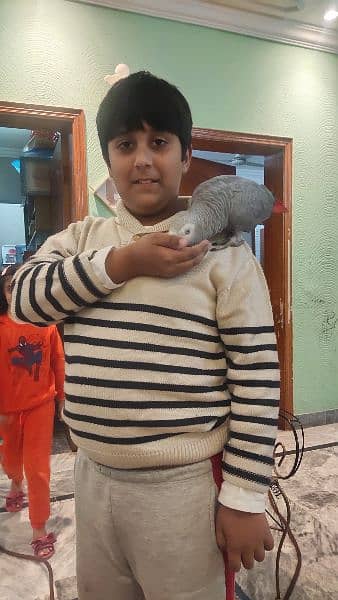 African Grey Parrot 0