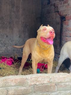 Pitbull dog best sale price olx