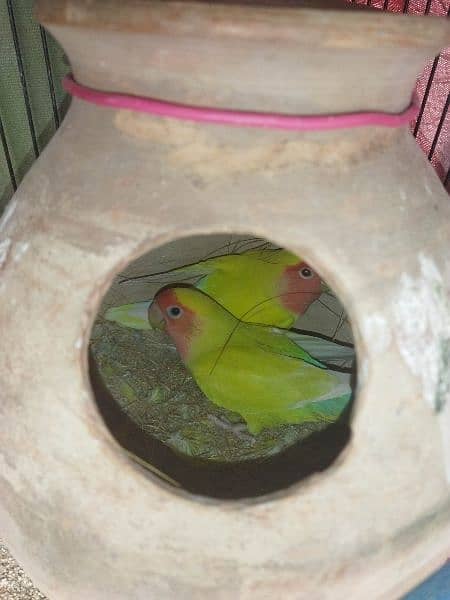 Lovebird Breeding Pairs (Lutino, Sable, Opline, Personata, Violet DF) 3