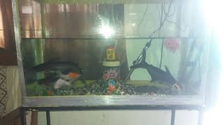 Fishes with big size aquariam with fishes for sale only in 19,000 rs
