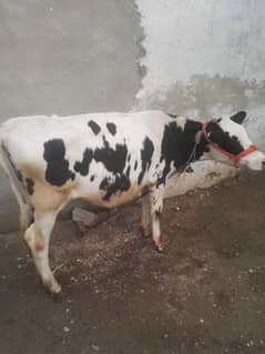 Astriliion cow. . . mob 03203075481