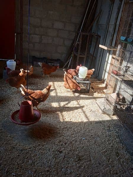 lohman brown chicks hens & fertile& unfertile eggs available 6