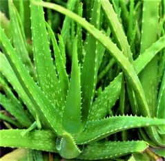 Fresh Healthy Aloe Vera Plants