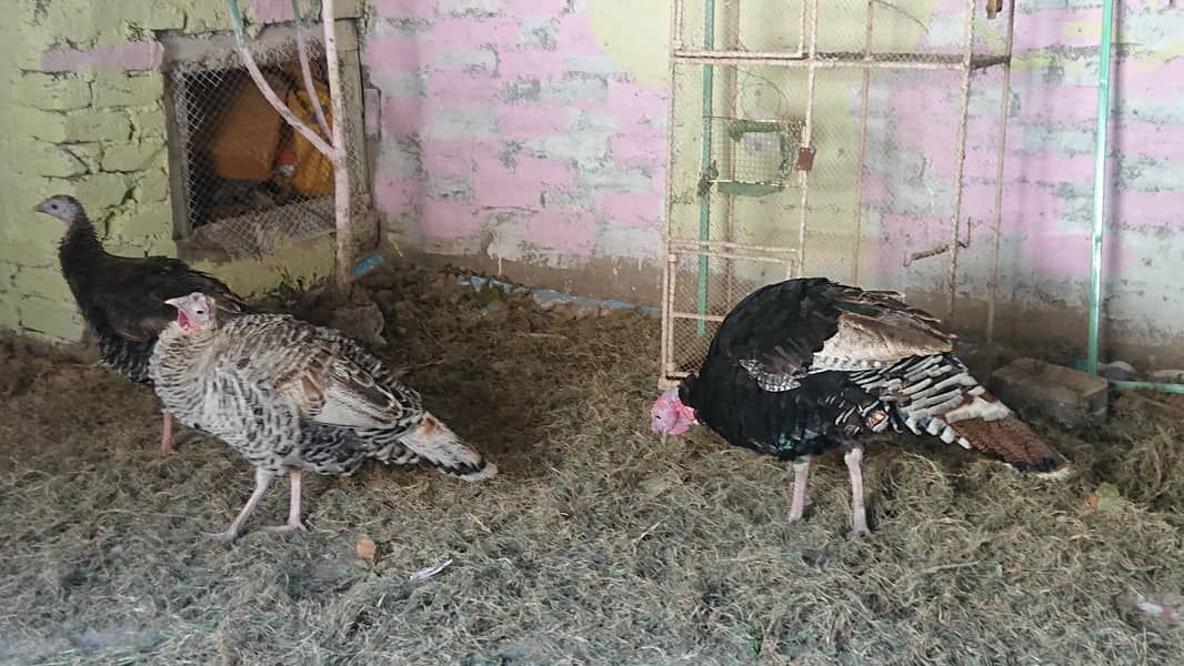 peeru turkey bird Other Birds 1078019662