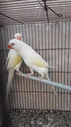 White Ringneck parrot