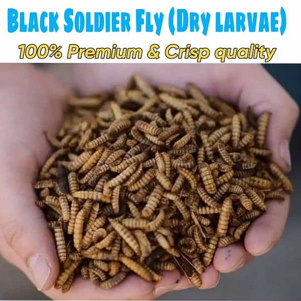 Black soldier fly (bsfl) dried larvae 1