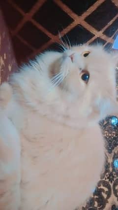 A Russian male cat in white color and blue eye and skin female trpl ct