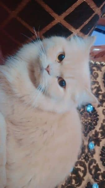 A Russian male cat in white color and blue eye and skin female trpl ct 4